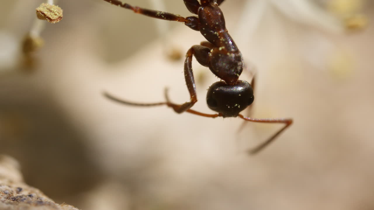 macro detallado de la hormiga formica frotando el borde de las antenas mientras come néctar