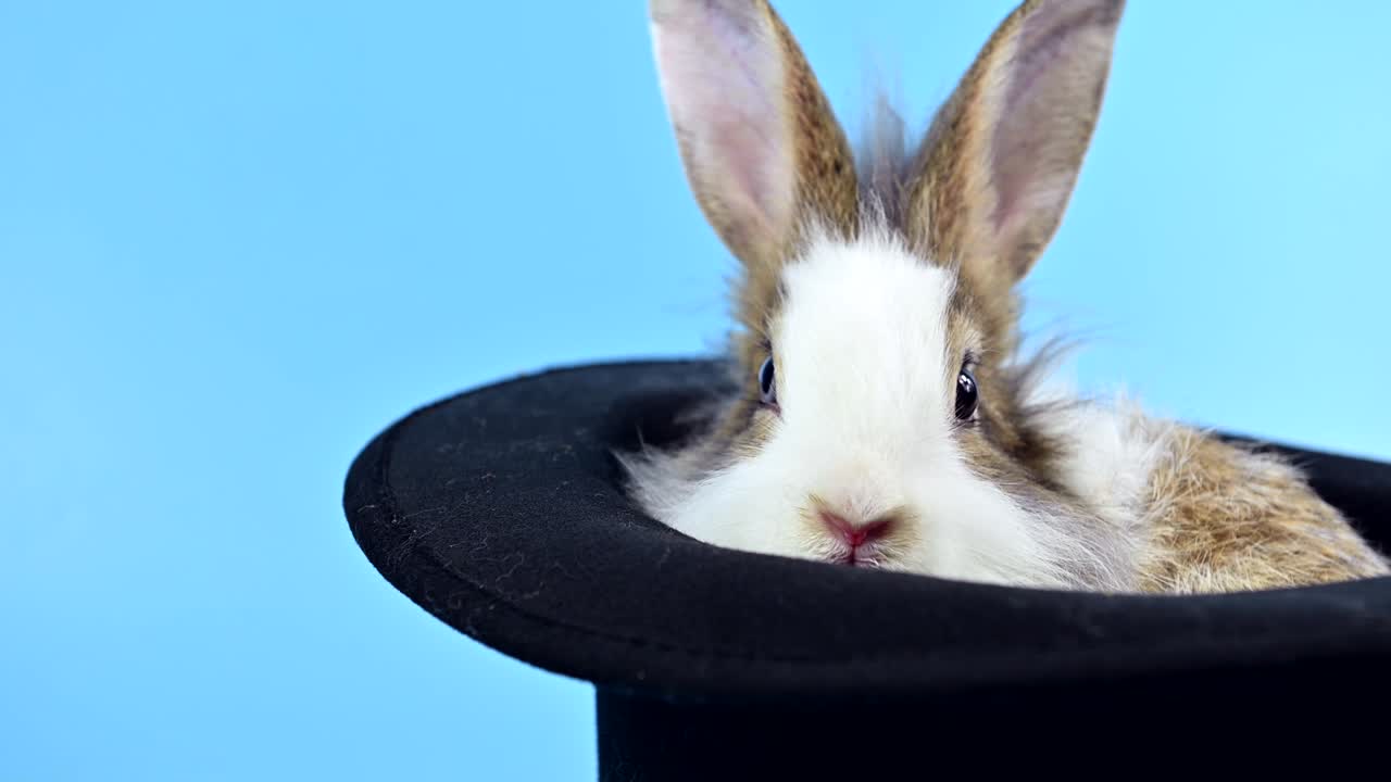파란 스크린 배경의 토끼: 영 동물과 부활절의 똑똑한 애완동물