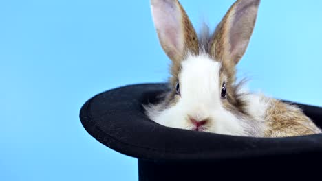 conejo en el fondo de la pantalla azul. animal espiritual y mascota inteligente para la pascua