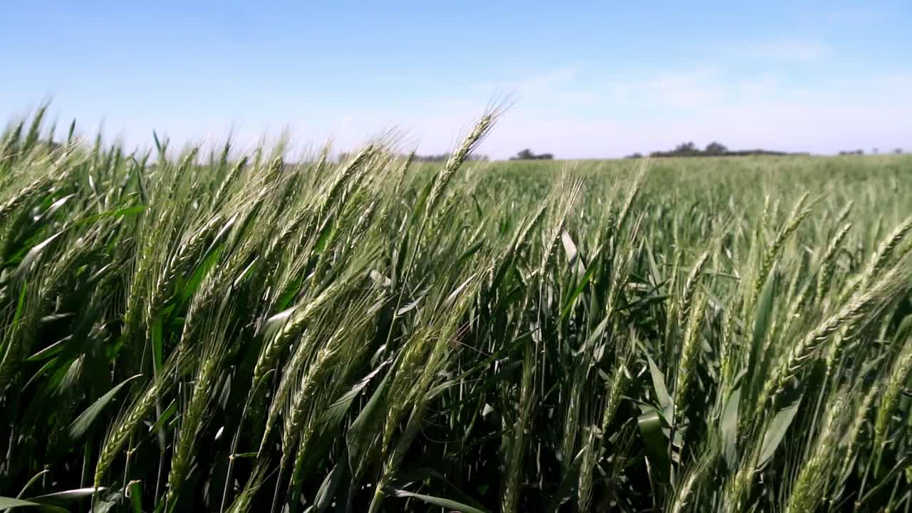 Green wheat sprouts in slow-motion, moving in the wind