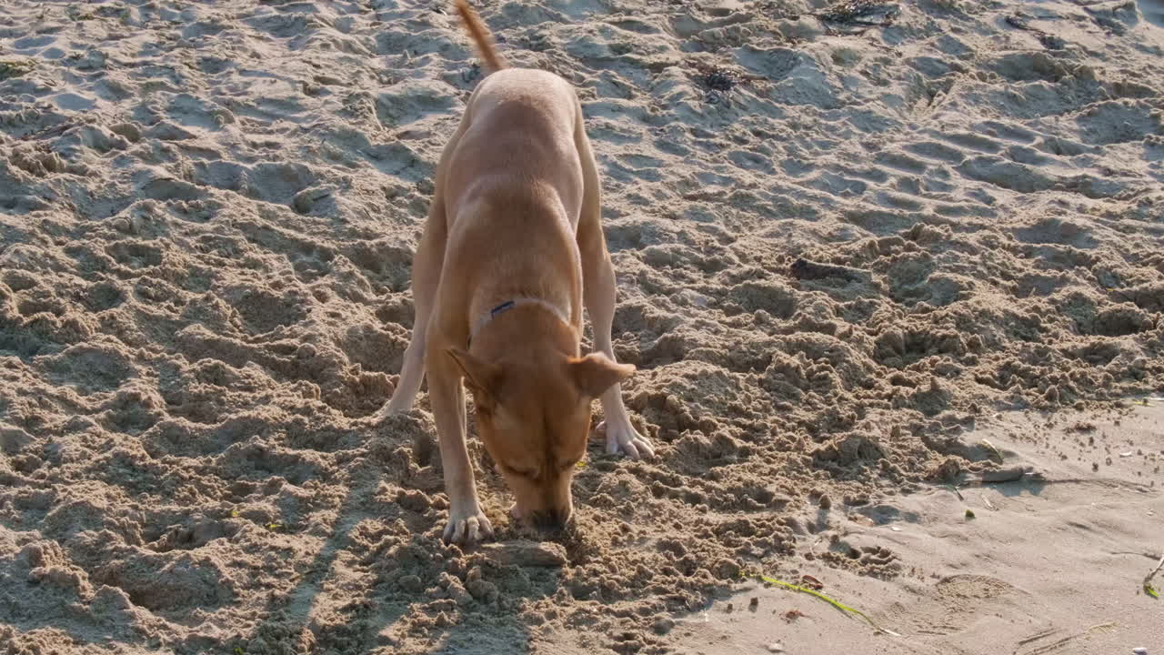 perro doméstico marrón juega con un trozo de madera en la playa de arena al atardecer