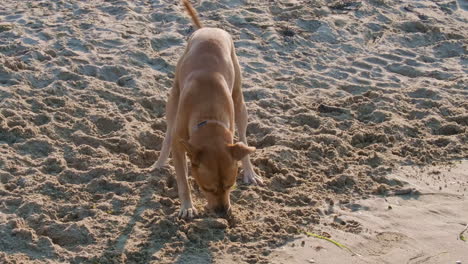 Perro-Doméstico-Marrón-Juega-Con-Un-Trozo-De-Madera-En-La-Playa-De-Arena-Al-Atardecer