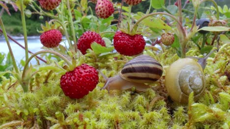 Snail-close-up,-looking-at-the-red-strawberries