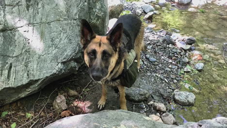 Cute-German-Shepherd-Licking-His-Nose-By-Showing-Funny-Tongue-Outdoors