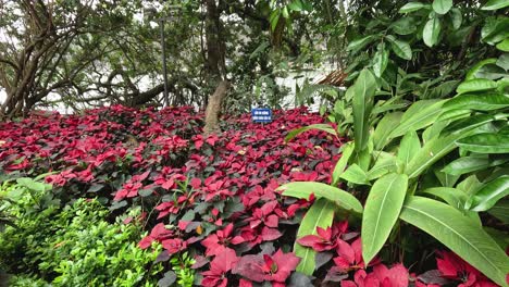 lush greenery and vibrant flowers in hanoi park