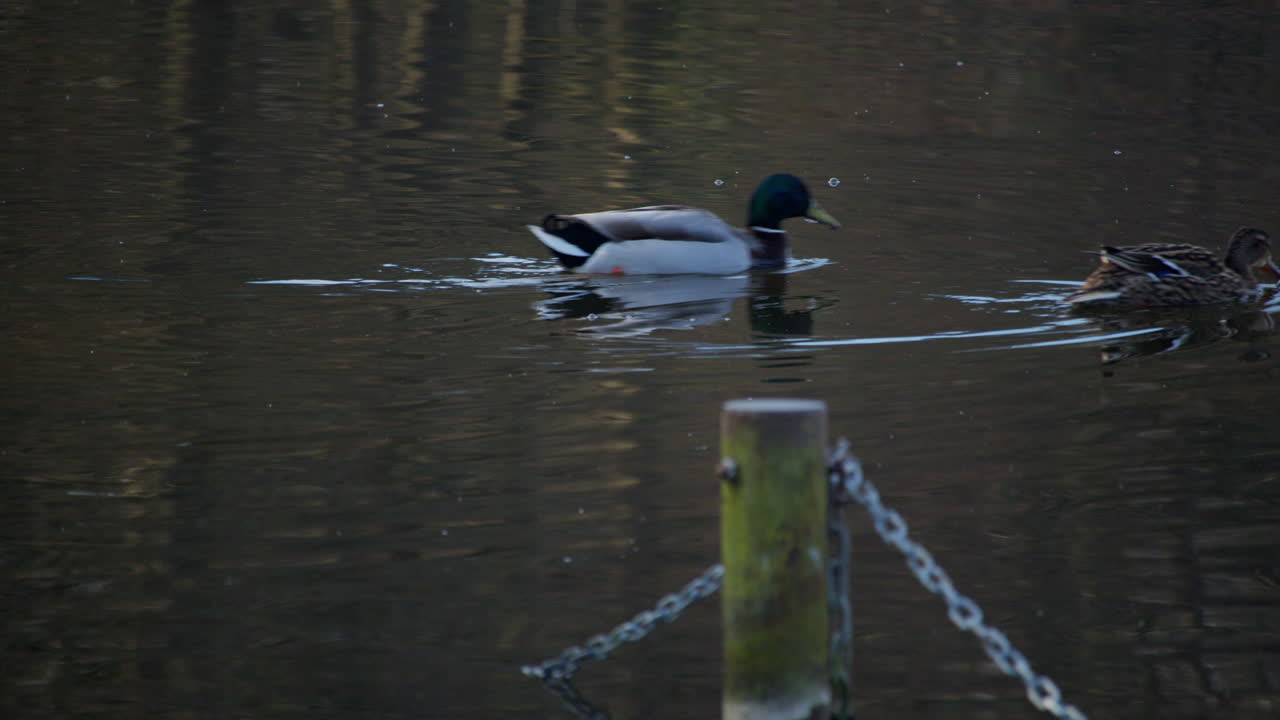 Mid Shot of a female and male rouen ducks swimming in and out of frame at Rollesby Broad taken from the A149 at Ormesby St Margaret