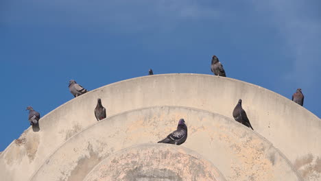 magpie birds family standing on the top of round building against blue sky in sunny day