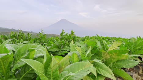 rural tobacco plantation lush green field of tobacco leaves with mountain background