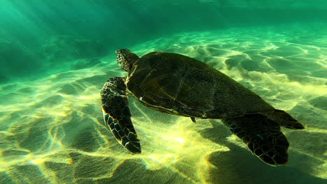 Nahaufnahme-Einer-Meeresschildkröte,-Die-In-Zeitlupe-Schwimmt
