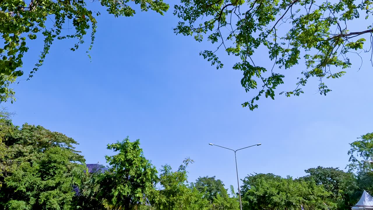 Lush green trees under a clear blue sky in Rama IX Park, Bangkok. Bright sunlight filters through leaves, creating a serene atmosphere