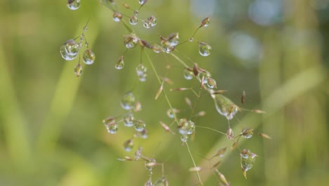 dew drops on grass