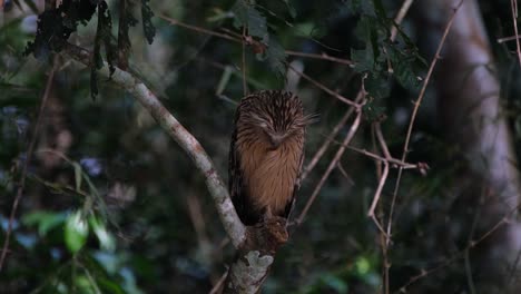 buffy fish owl, ketupa ketupu head deep tucked into its breast while sleeping as seen in the forest in khao yai national park, thailand
