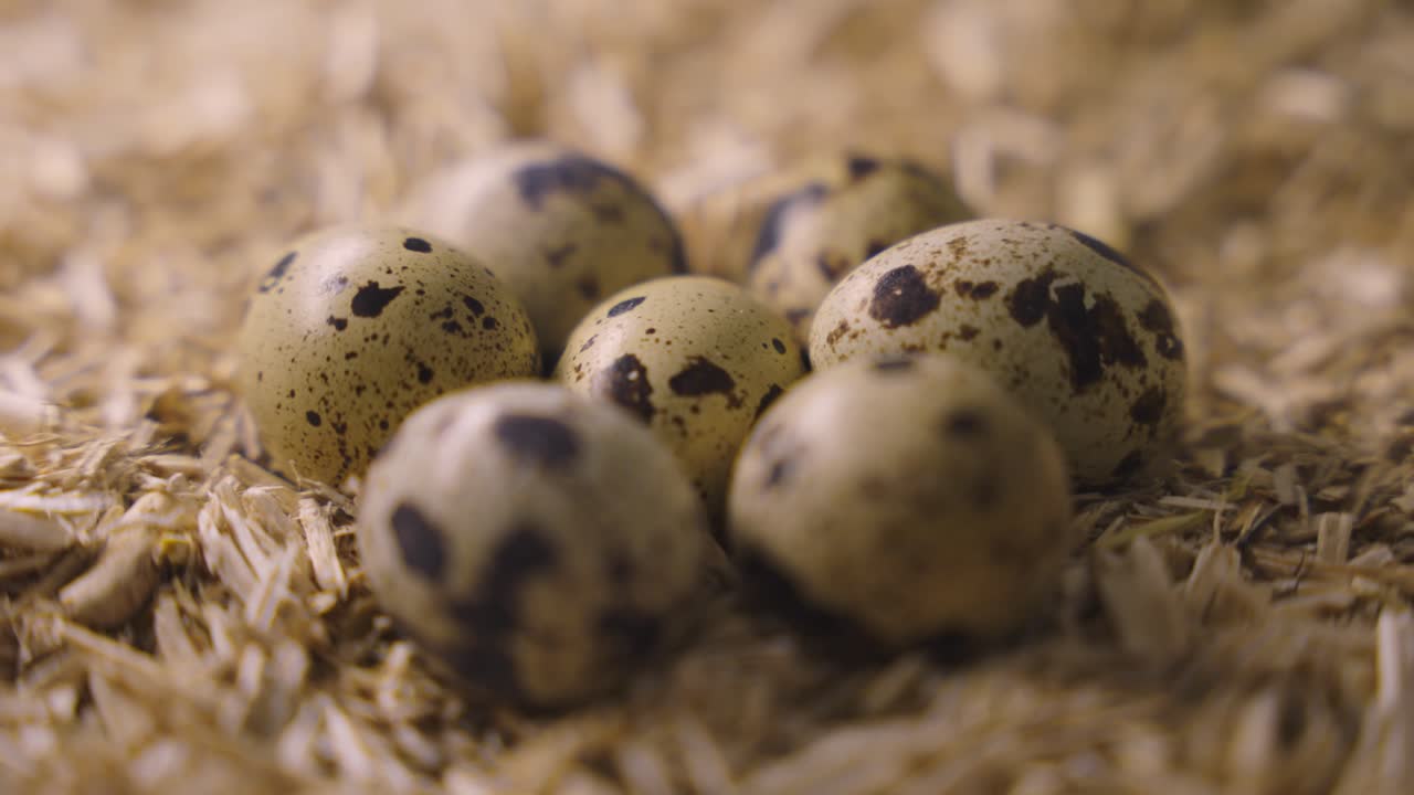 Close-up of Quail Eggs in a Nest