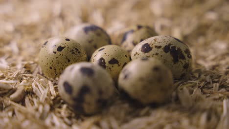 close-up of quail eggs in a nest