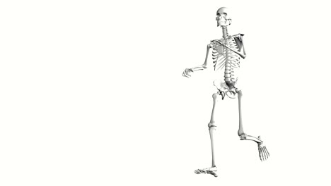 3d skeleton in white on a white background running in loop