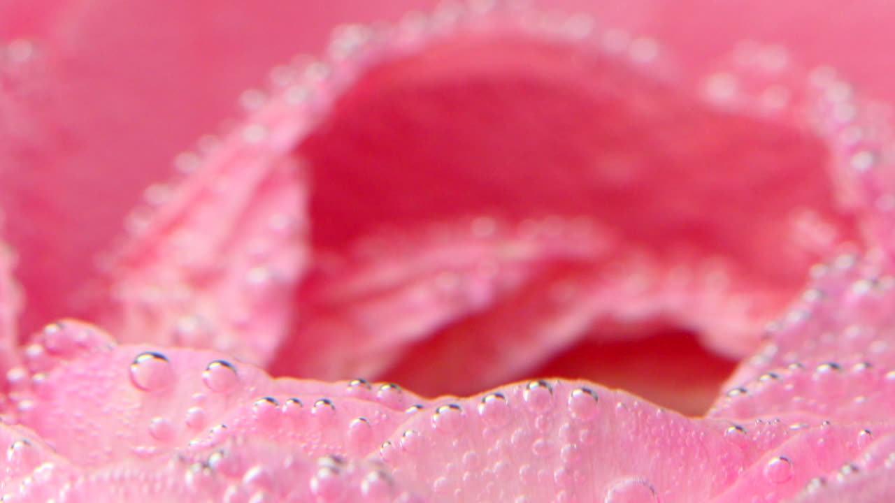 pétalos de rosa con burbujas