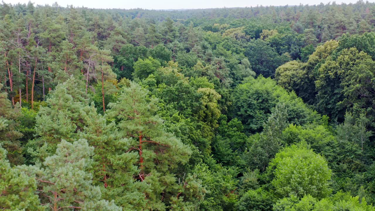 Summer green trees of forest background. Beautiful panoramic view over the tops of mixed trees. Peaceful woodland. Aerial view.