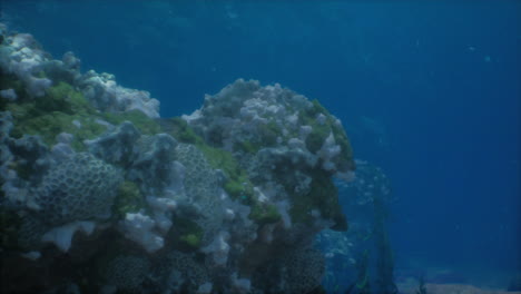 underwater coral reef