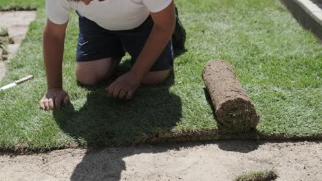 gardener laying a roll of natural lawn turf