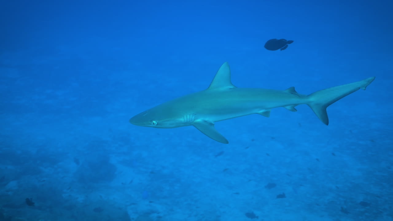bucear con un tiburón galápagos juvenil
