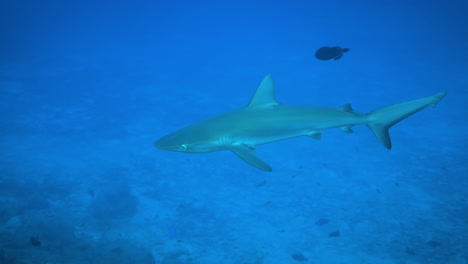 bucear con un tiburón galápagos juvenil
