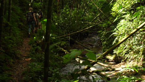 turistas caminando a lo largo de un arroyo en la jungla con bambú inclinado hacia el dosel sunflare