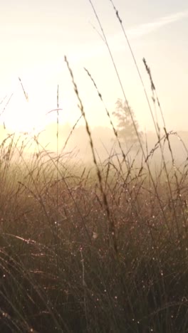 misty sunrise over a meadow