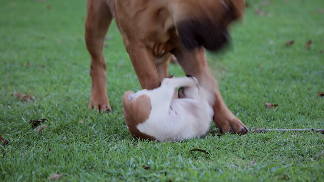 Cute Jack Russell puppy play fight with Mastiff on the green grass in summer
