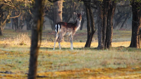 lone fallow deer looking around then look at the camera in its habitat