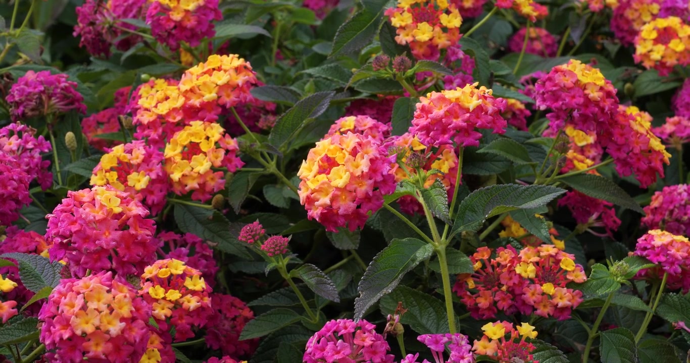 Lantana Shamrock Rose Gold i Victoria Butchart Gardens, British Columbia, Kanada