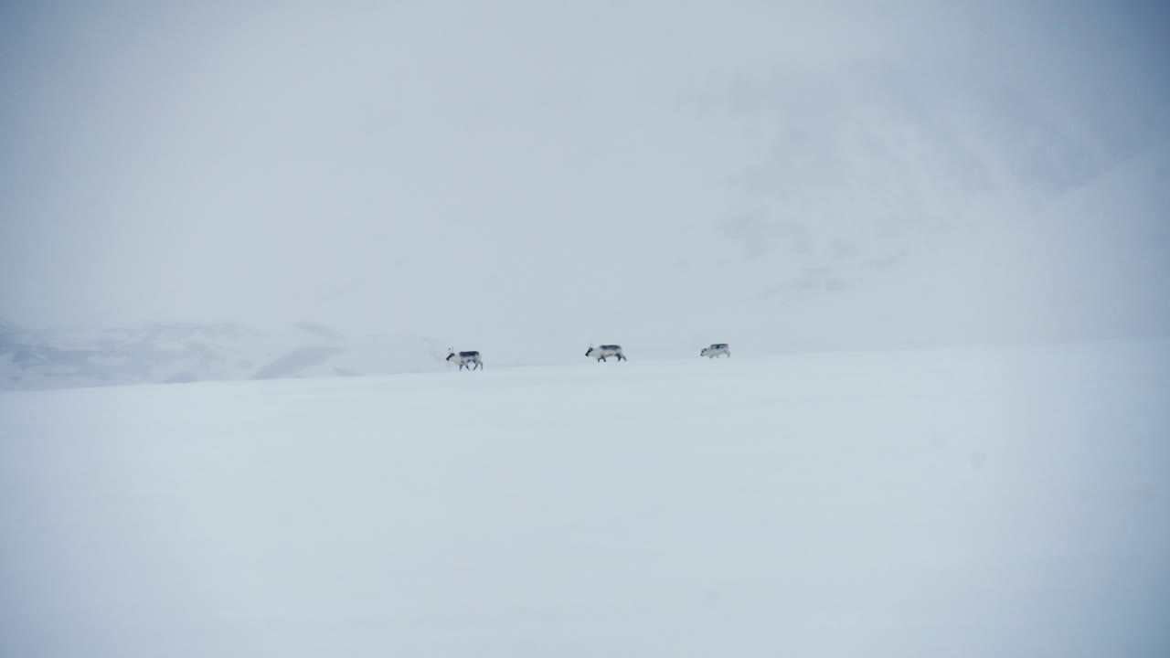 Wide shot of svalbard reindeer family walking through deserted arctic landscape