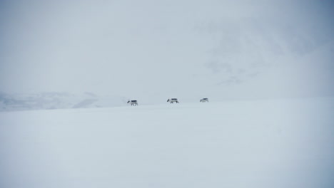 wide shot of svalbard reindeer family walking through deserted arctic landscape