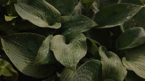 pan across big green leaf plant