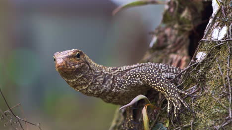 asian water monitor lizard leaning out of nest in tree hollow, bali