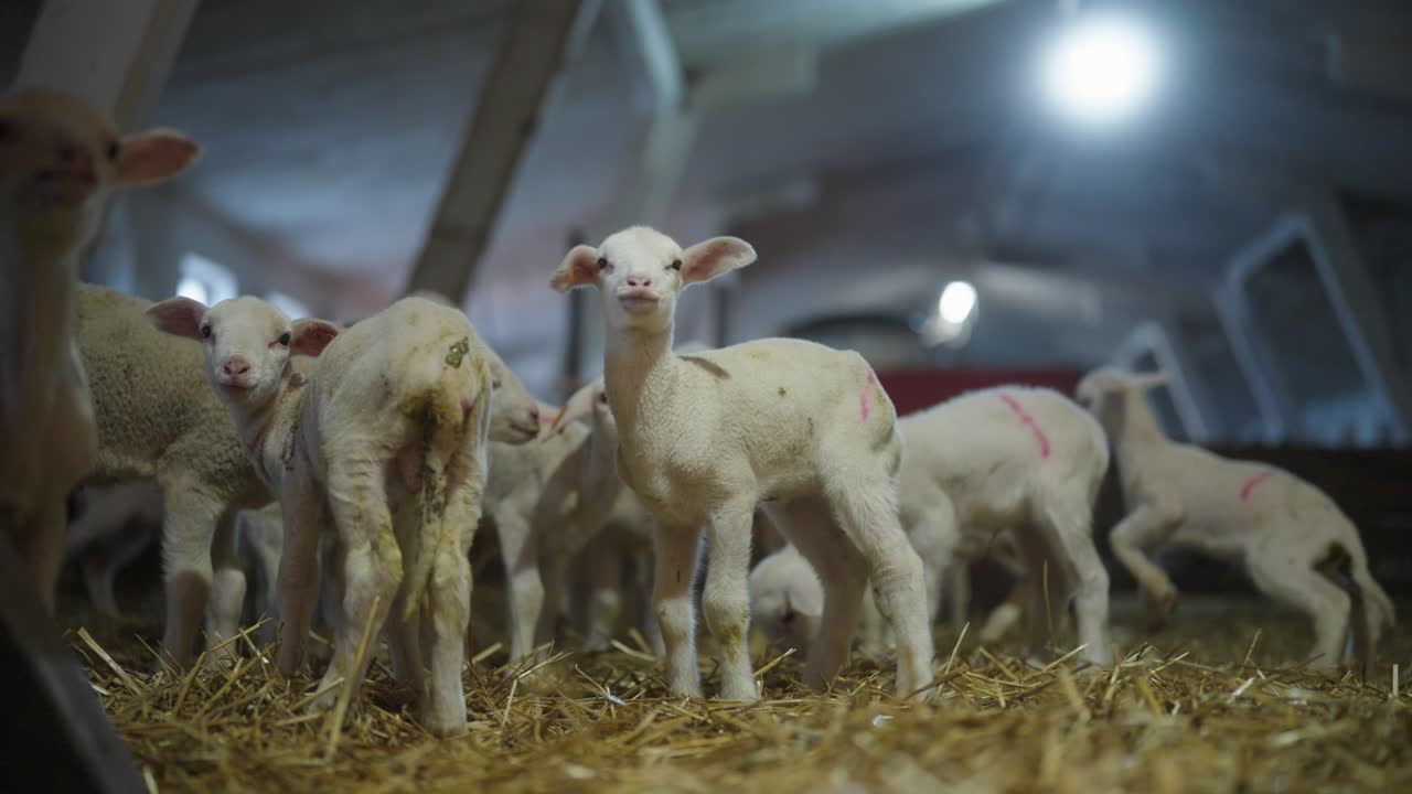Gruppo di giovani agnelli in piedi sulla paglia all'interno di una stalla. Primo piano di animali da allevamento in un ambiente agricolo, concetto di agricoltura naturale e zootecnia.