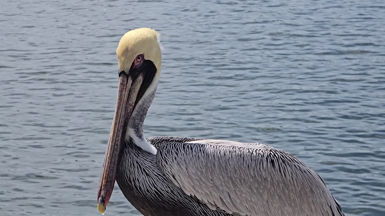 A brown pelican with a pale head perches quietly on a coastal rock beside the ocean. The bird appears alert and watchful in this tranquil marine setting.