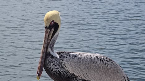 a brown pelican with a pale head perches quietly on a coastal rock beside the ocean. the bird appears alert and watchful in this tranquil marine setting.