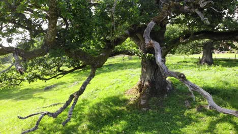 close colorful panning shot of sessile oak tree on grass on summer day