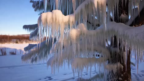 icicles on a snowy tree at sunrise/sunset