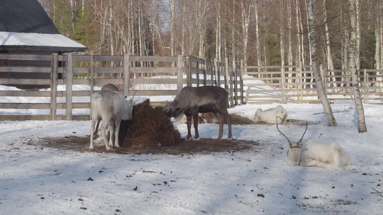 Rensdyr på en rensdyrfarm spiser hø på en snefyldt vinterdag med solskin. STATISK.