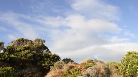 bushland with clouds moving across the sky