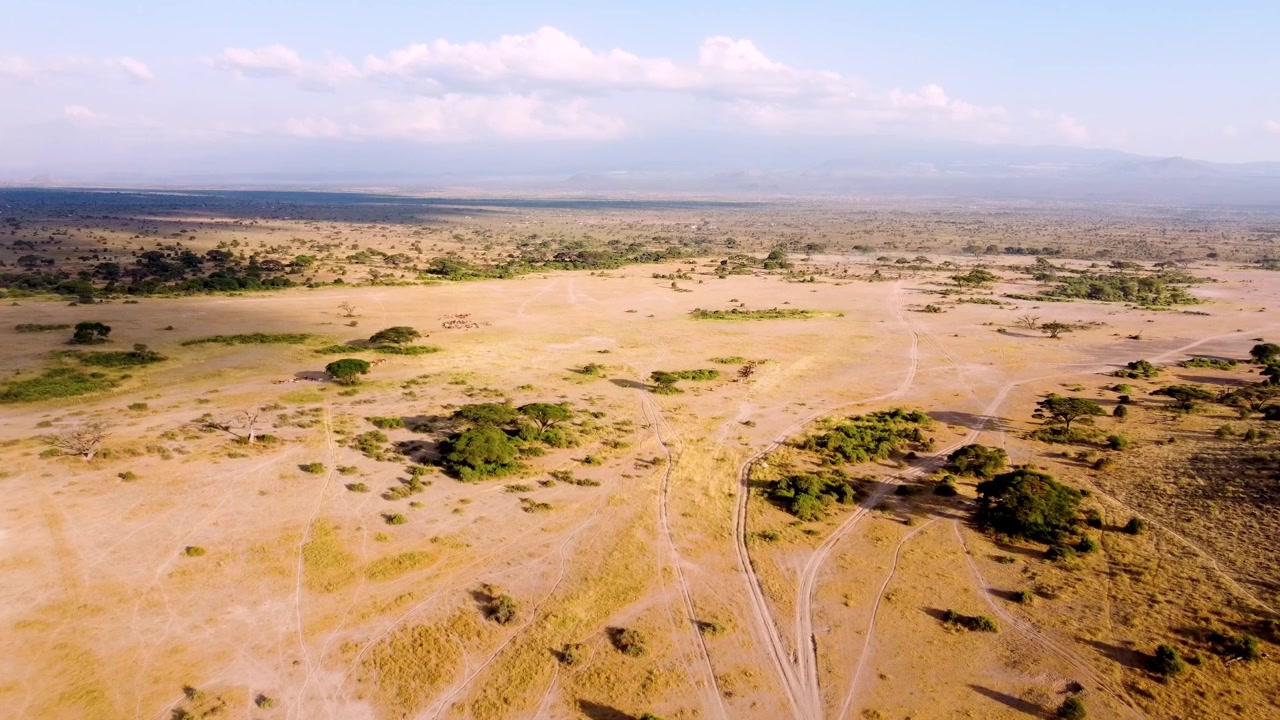 Drohnenaufnahmen von Massai-Rindern in Kenias Amboseli-Savanne: Traditionelle Viehzucht bei Abendsonne