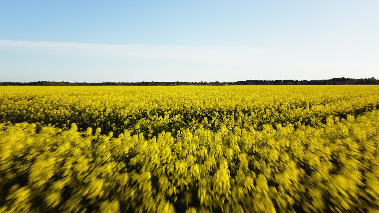 Volo aereo sopra un campo di colza in fiore, sorvolo di fiori di canola gialli, paesaggio agricolo idilliaco, bellissimo sfondo naturale, ripresa con drone che avanza a bassa quota