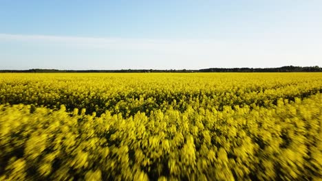 Vuelo-Aéreo-Sobre-El-Floreciente-Campo-De-Colza,-Sobrevuelo-De-Flores-Amarillas-De-Canola,-Paisaje-Idílico-De-Agricultores,-Hermoso-Fondo-Natural,-Disparo-De-Drones-Que-Avanza-Bajo