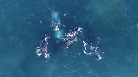 aerial view above a group of southern right whales on the surface, at peninsula valdes, patagonia, argentina - top down, drone shot - eubalaena australis