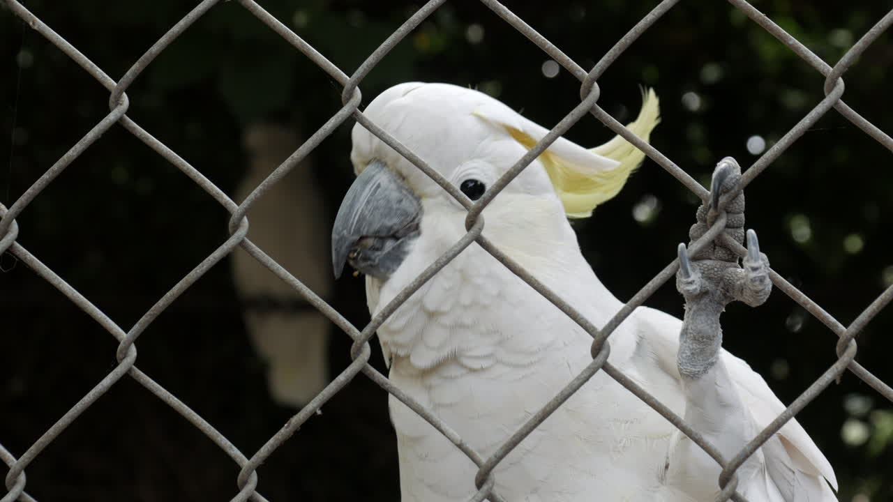 cacatúa de cresta de azufre escalada en un recinto de valla de alambre en un santuario de vida silvestre