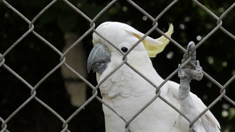 Sulphur-crested-cockatoo-climbing-on-a-wire-fence-enclosure-at-a-wildlife-sanctuary