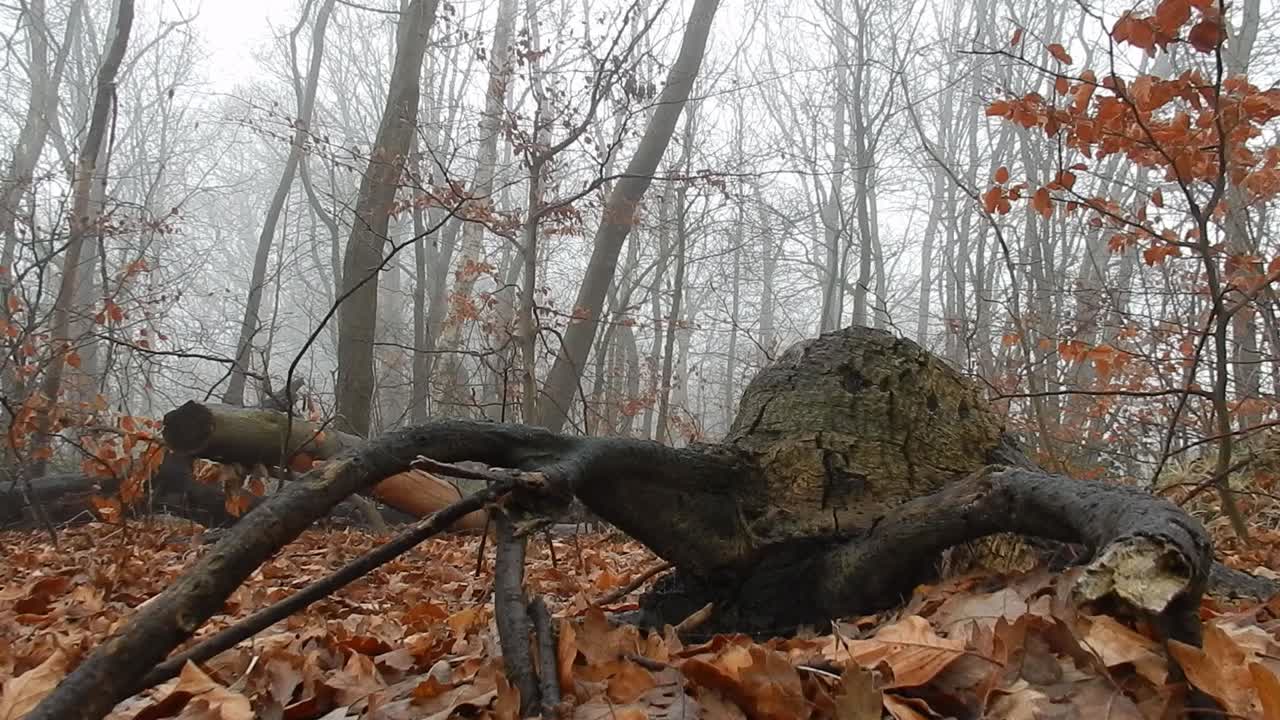 짙은 안개가 자욱한 대기 안개 속에서 마법에 걸린 삼림 지대 숲 나무 위로 연기 움직임