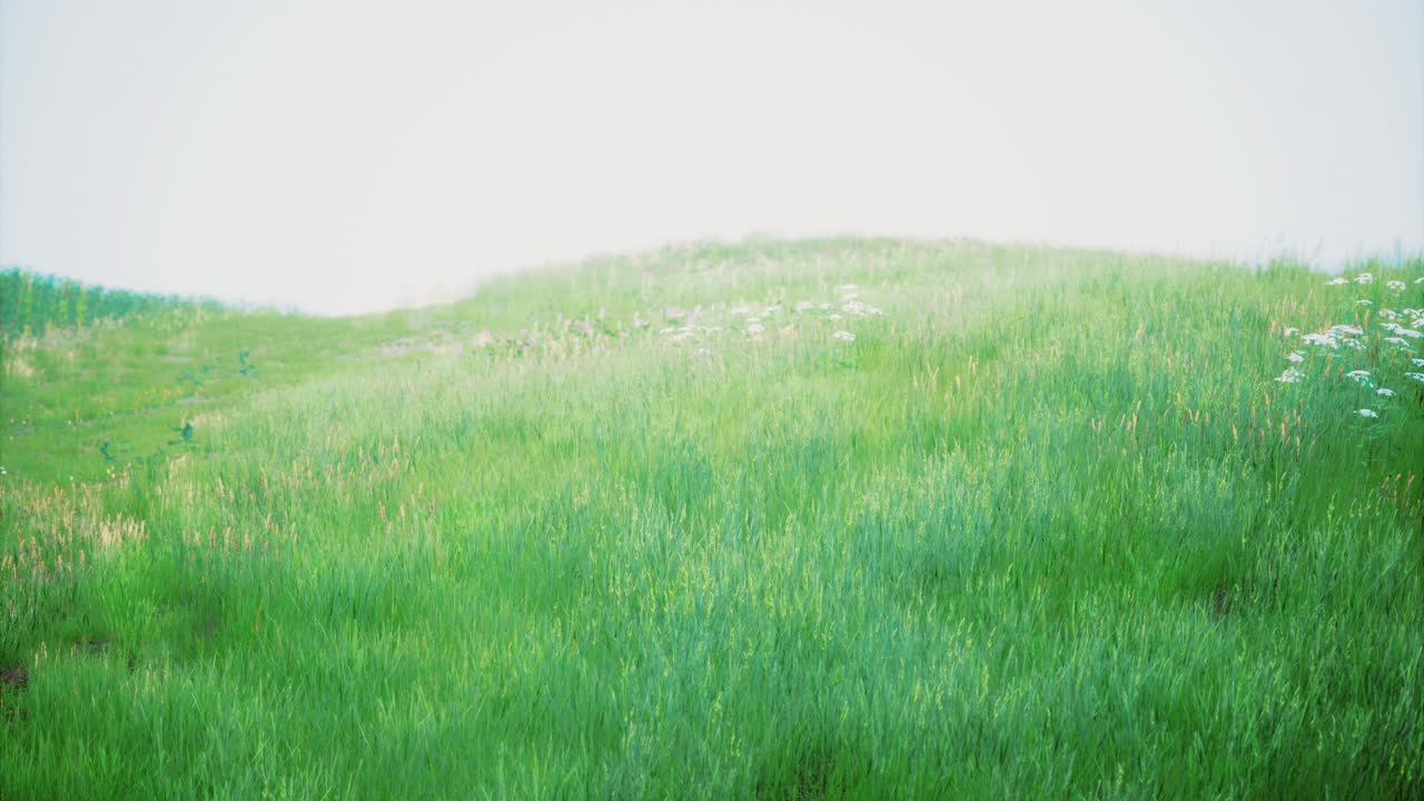 조용한 날에 부드러운 구름 개 아래 밝은 잔디 언덕