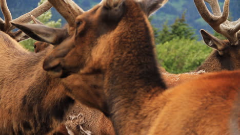 Manada-De-Alces-Hacen-Ruido-Y-Caminan-Entre-Sí